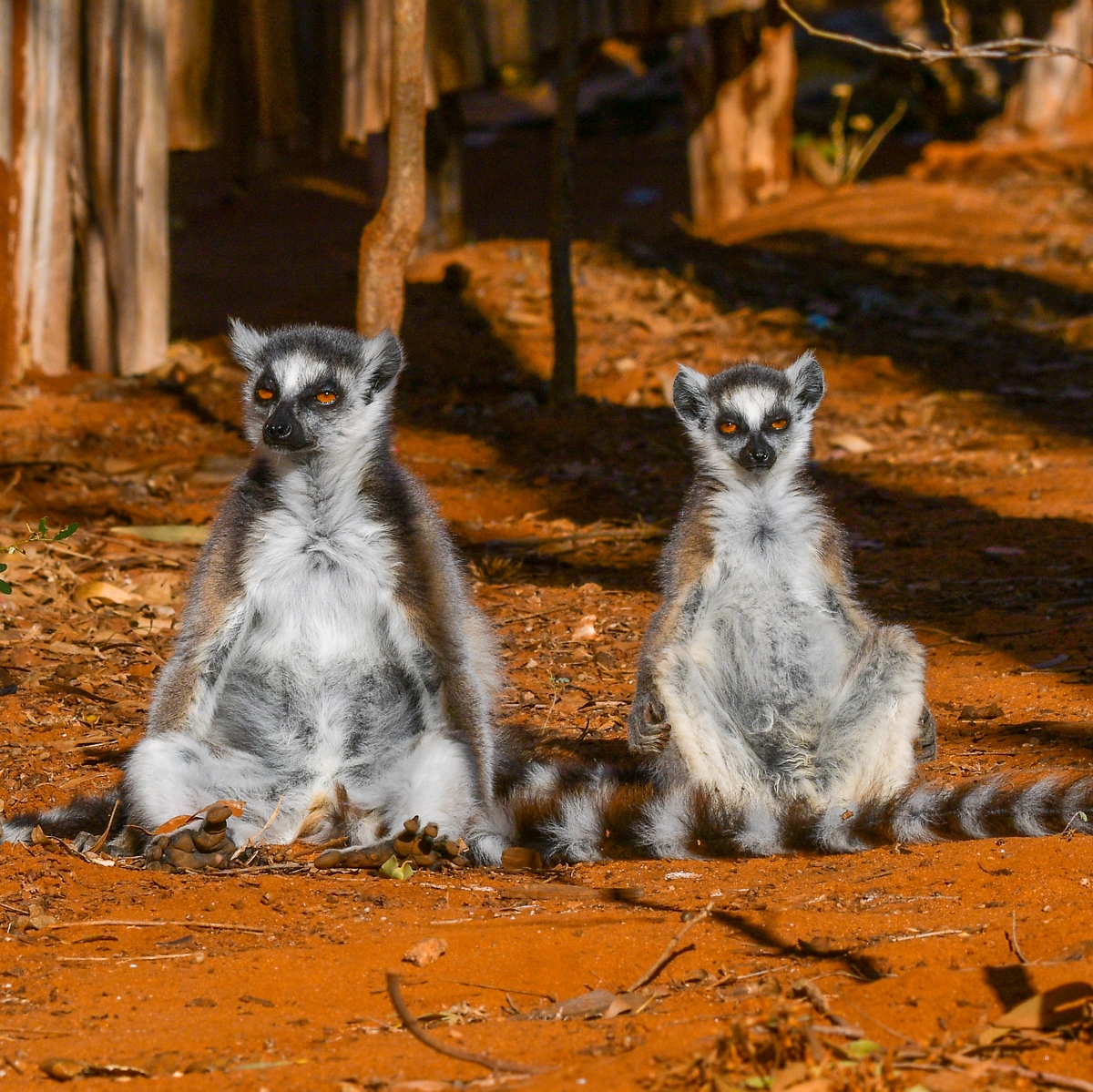 Мадагаскар: лемури катта