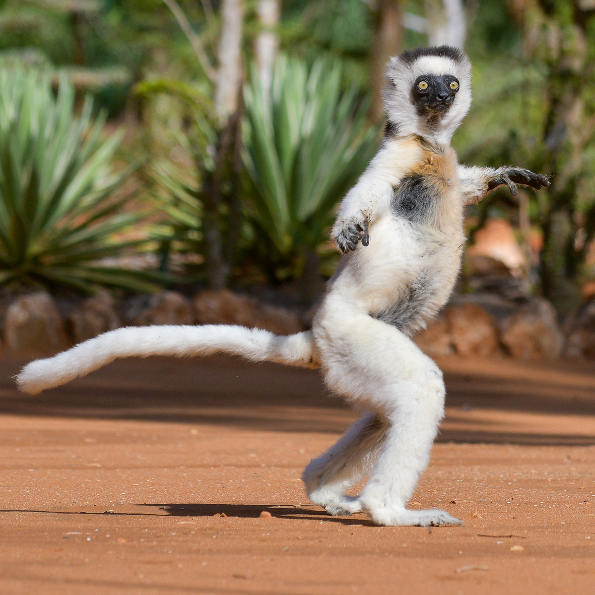 Мадагаскар: лемур сіфака